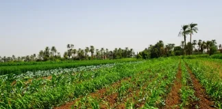 Campi coltivati in Africa
