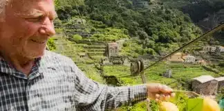 I limoni di Amalfi e il loro territorio stratificato e resiliente Un coltivatore tiene in mano dei limoni sui terrazzamenti della Costiera Amalfitana