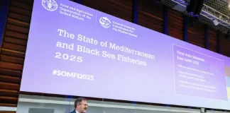 Il nuovo rapporto della Commissione generale della FAO per la pesca nel Mediterraneo 28 novembre 2025, Roma, Italia. Miguel Bernal, Segretario esecutivo della GFCM, tiene il suo discorso durante l'evento di lancio dell'edizione 2025 di “The State of Mediterranean and Black Sea Fisheries (SoMFi)” (Lo stato della pesca nel Mediterraneo e nel Mar Nero)