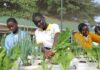 Studenti mentre raccolgono verdure fresche dall'orto idroponico della Scuola superiore St. Kizito, a Namugongo