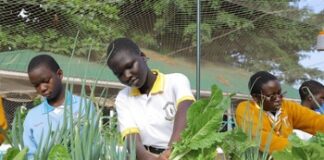 Studenti mentre raccolgono verdure fresche dall'orto idroponico della Scuola superiore St. Kizito, a Namugongo