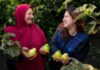 Behira, Egitto. L'agricoltrice egiziana Manal Mahmoud (a sinistra) sorride mentre tiene in mano dei frutti freschi di guava durante una discussione con un membro dello staff della FAO: un simbolo potente della sua straordinaria resilienza. Dopo aver superato notevoli difficoltà, Manal ha acquisito nuove competenze grazie alla Farmer Field School (FFS) della FAO, trasformando non solo la sua azienda agricola, ma anche il futuro della sua famiglia. Ora orgogliosa nonna, è la prova vivente che con determinazione e il giusto sostegno, i semi della speranza possono sbocciare in una foresta di successi.