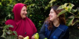 Behira, Egitto. L'agricoltrice egiziana Manal Mahmoud (a sinistra) sorride mentre tiene in mano dei frutti freschi di guava durante una discussione con un membro dello staff della FAO: un simbolo potente della sua straordinaria resilienza. Dopo aver superato notevoli difficoltà, Manal ha acquisito nuove competenze grazie alla Farmer Field School (FFS) della FAO, trasformando non solo la sua azienda agricola, ma anche il futuro della sua famiglia. Ora orgogliosa nonna, è la prova vivente che con determinazione e il giusto sostegno, i semi della speranza possono sbocciare in una foresta di successi.