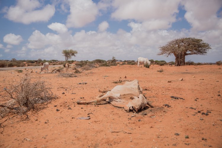 11 kriser å se i 2023 Draught-animal corpse-Kismayo-Lower Juba-Somalia