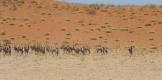 død oryx