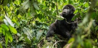 Gorilla