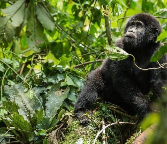 Gorilla