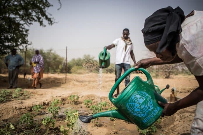 Foto de um Projeto de Impacto Rápido em Gao, Mali, gerido pela Missão Multidisciplinar de Estabilização Integrada das Nações Unidas no Mali (MINUSMA). O projeto agrícola busca melhorar as condições da comunidade e atender às necessidades dos agricultores locais, promovendo o emprego dos jovens, dando apoio às atividades de subsistência, com o objetivo de reduzir a alta taxa de saída de jovens de Gao para outros locais. Além de cultivar e criar aves de capoeira e horticultura, a comunidade local planeia expandir a pecuária para vacas e outros pequenos ruminantes. Foto da ONU / Harandane Dick 13 de maio de 2017, Gao, Mali