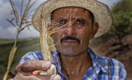 Na Guatemala agricultores lutam contra os impactos da seca.