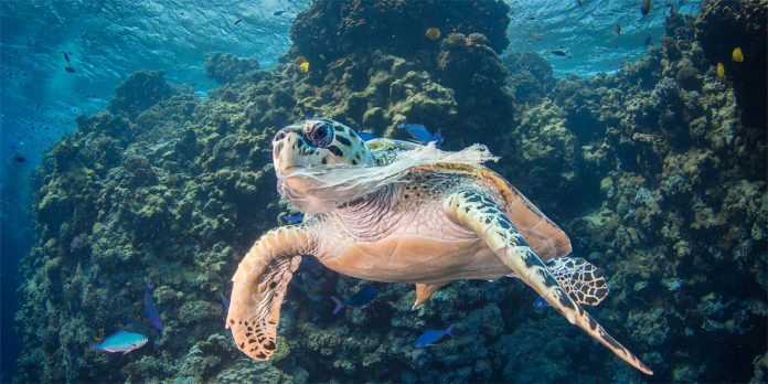 Ministro do Mar de Portugal fala sobre os preparativos para a Conferência dos Oceanos