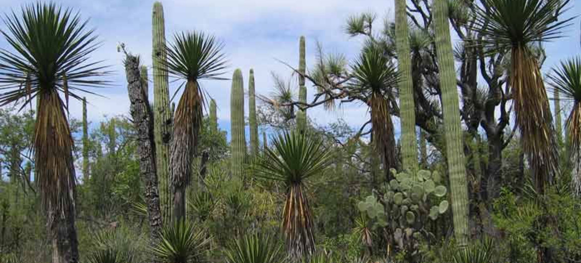Para a Unesco, a proteção do patrimônio mundial natural é essencial na resposta à crise climática global e está se tornando cada vez mais difícil a cada dia, no México e em muitas outras regiões do mundo