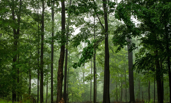 A área florestal continua a diminuir, com menos 178 milhões de hectares desde 1990
