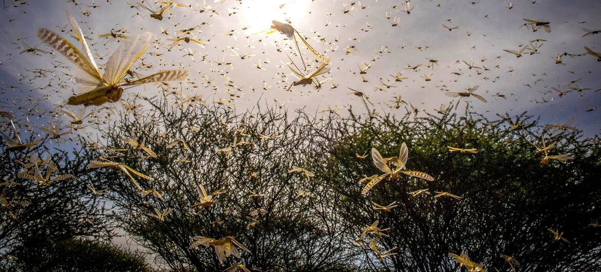 Nuvem de gafanhotos em Kipsing, no Quénia