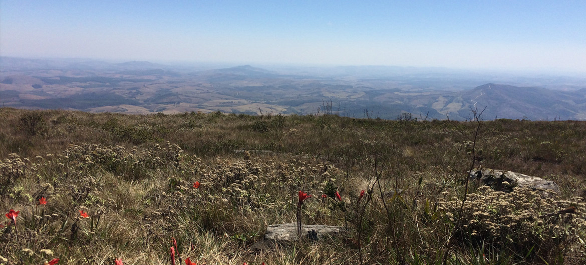 O Cerrado brasileiro é uma das mais ricas do mundo em biodiversidade 