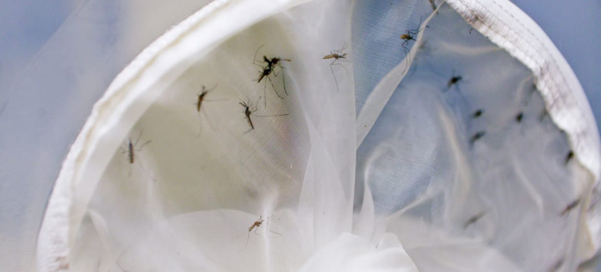 Mosquitos macho nos laboratórios da Aiea, antes de serem esterilizados usando radiação. 