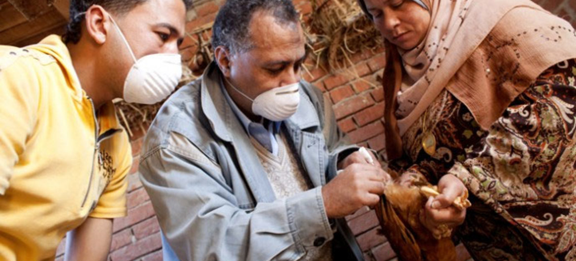 Criadores de frango na Ásia 