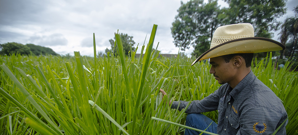 Cerrado brasileiro é considerado a área de maior potencial agrícola do mundo