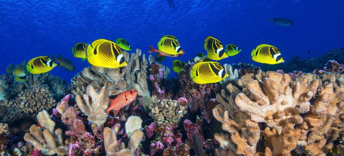 COP-15 cria fundo para alcançar compromissos com biodiversidade 
