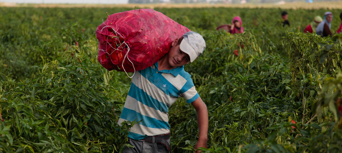 A agricultura familiar é a forma predominante de produção&nbsp;de alimentos&nbsp;nos países desenvolvidos e em desenvolvimento