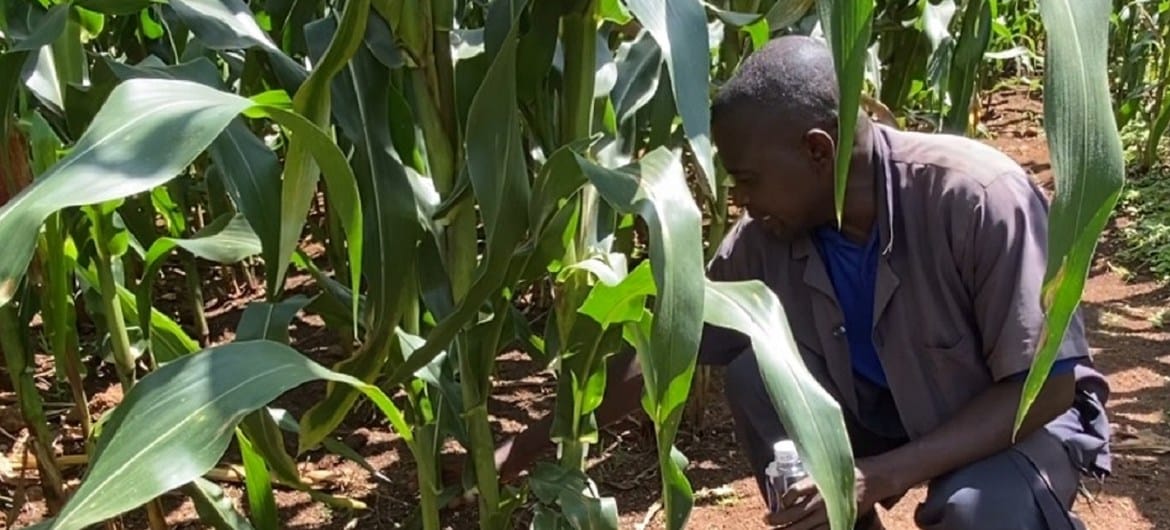 Arroz e milho tiveram aumento graças a boas perspectivas com o início das colheitas em alguns países