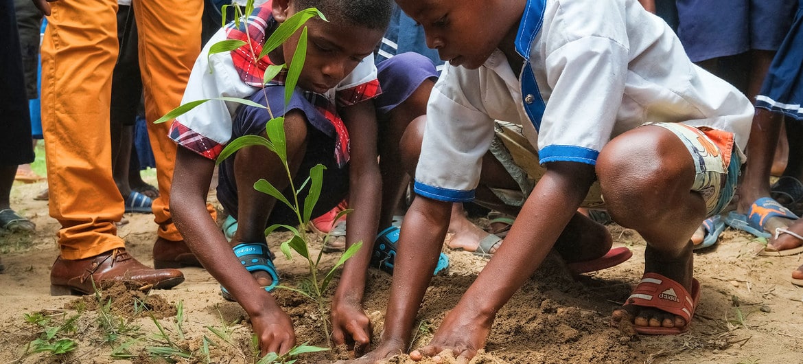 1 milhão de árvores foram replantadas em projeto de reflorestação na RD Congo. 