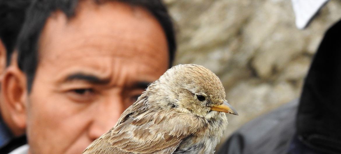 Espécies migratórias como os pássaros sofrem impactos da mudança climático. 
