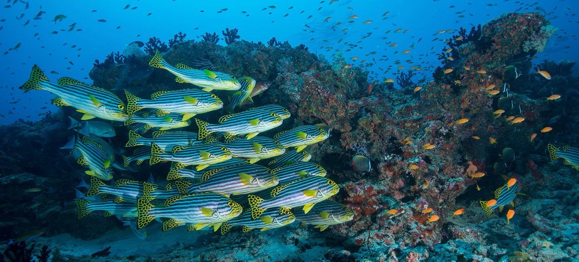 A campanha “Geração Oceano” faz parte da Década da ONU dos Oceanos para o Desenvolvimento Sustentável