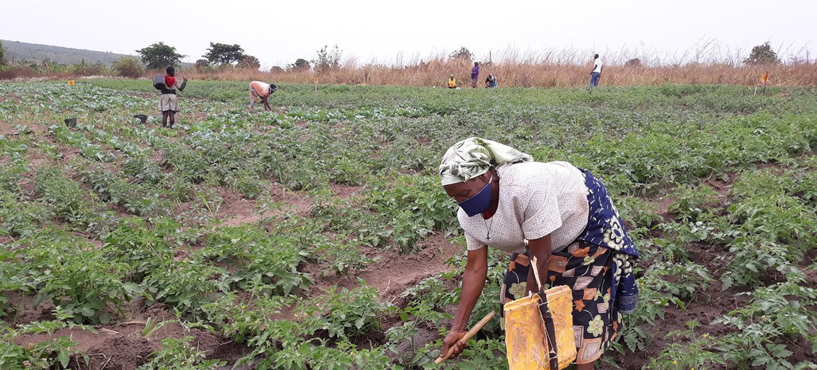 A Escola de Campo de Agricultores em Malanje, Angola, foi implementada pela FAO