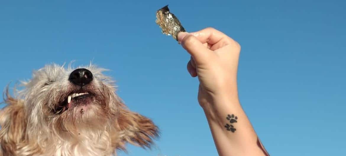 Pele e restos de salmão são ricos em ômega 3, um benefício para pele e pêlos dos cães