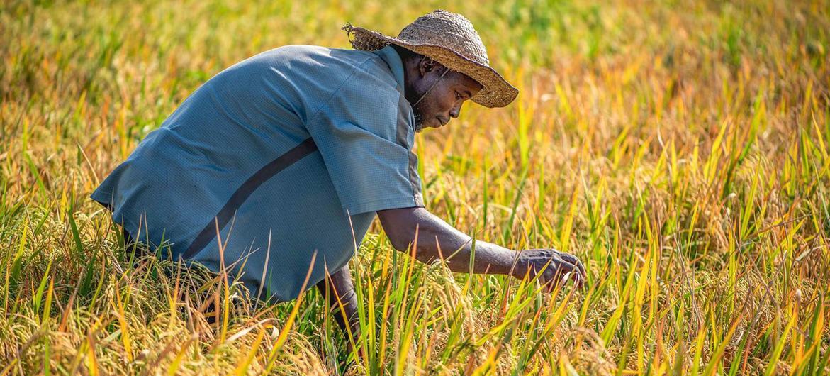 Agricultor cuida de suas colheitas em um campo na Nigéria