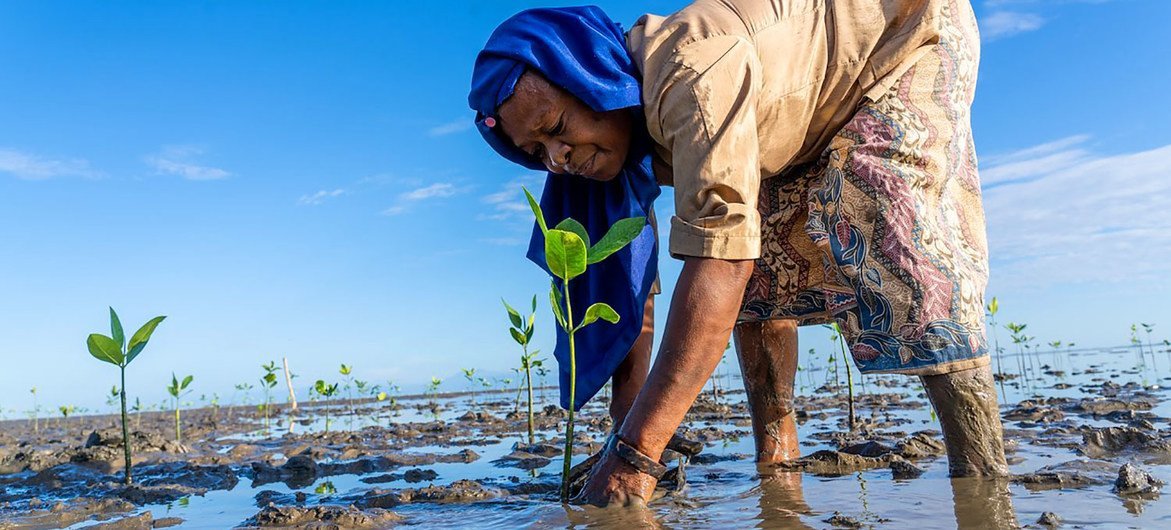 Uma mulher planta árvores de mangue em uma área de pântano no Timor Leste