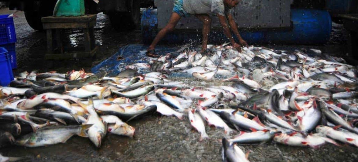 Pescas contribuem com cerca de 1,26% para o Produto Interno Bruto dos países africanos