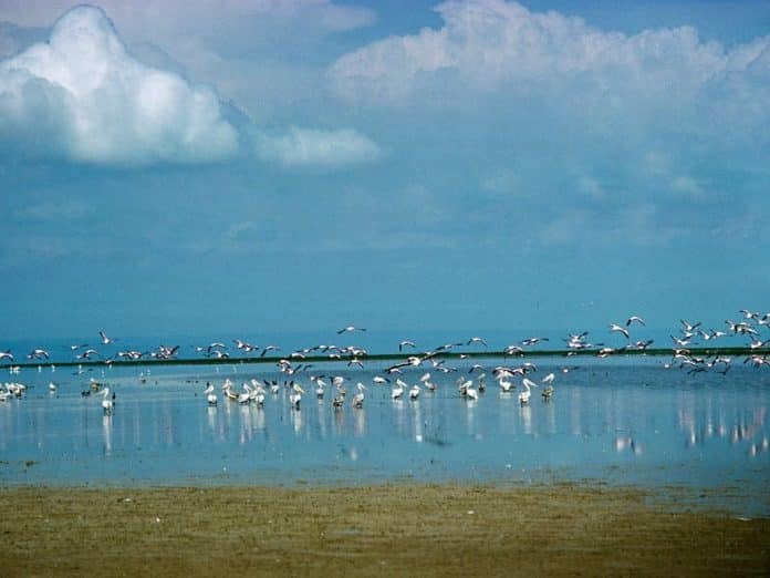 birds