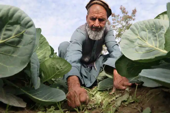 Zahoor, Farmer Zahoor Afeganistão