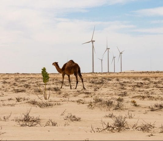 Foto: UNDP Mauritania/Freya Morales