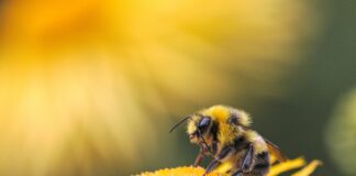 En värld utan bin är en värld utan mat Bi på gul blomma