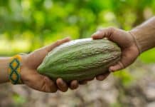 En närbild på en grön frukt som går från hand till hand