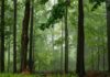 En skog